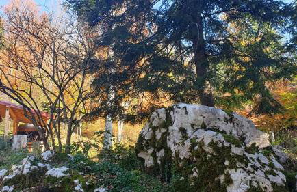 Śumska kuća - Foto 24