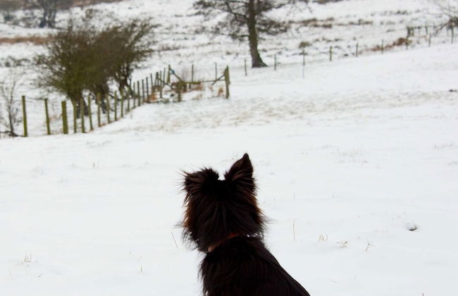Mongolian Yurts Fordhall Organic Farm - Photo 11