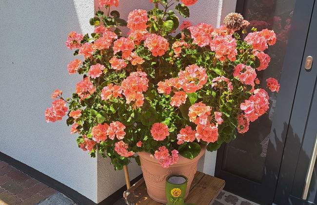 Apartement Haus Dankl - Foto 31