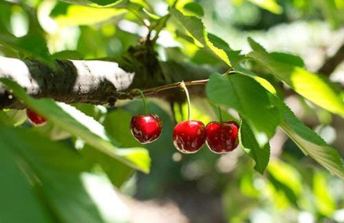 Apartamentos Turísticos Huerto El Horno - Foto 75