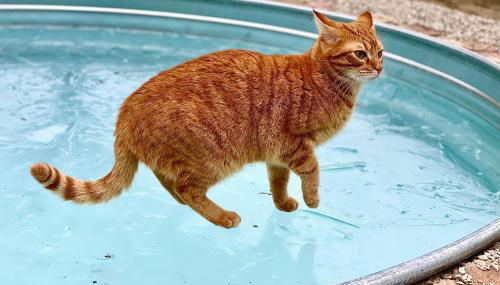 Pet and Breakfast Pet Friendly Country House - Foto 5