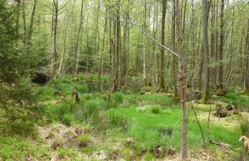 Haus am Sandsteinbruch - Foto 41