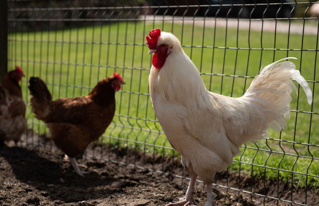 Osada Ulnowo - Foto 42