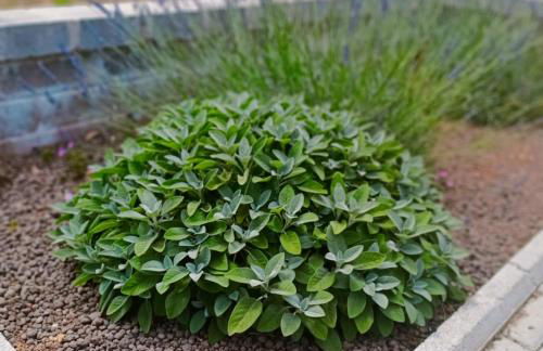 La Torre di Barbara - Foto 30