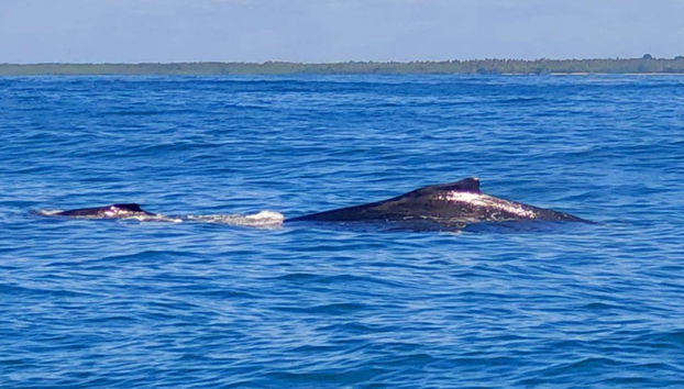 Baleine à bosse au large de l'île de Boipeba