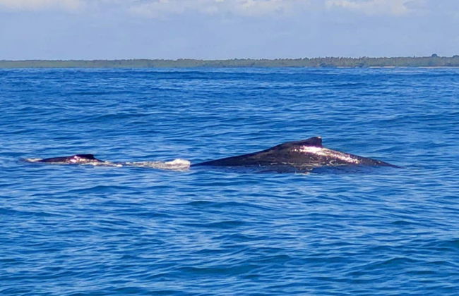 Avistamiento de ballenas en la isla de Boipeba - Foto 3