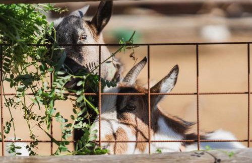 Milea Agritourism - Foto 95