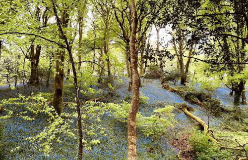 Olive's Cabin - Foto 16