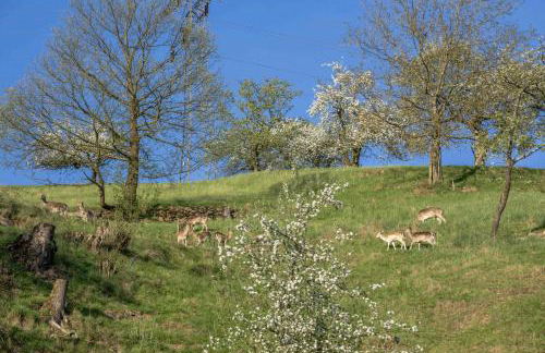 Ferienwohnungen Müller - Foto 17