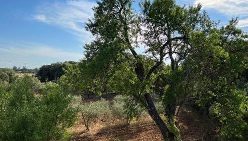 Mas Coeur Provence Calme Beauté Grand Parc - Photo 3, Garden view
