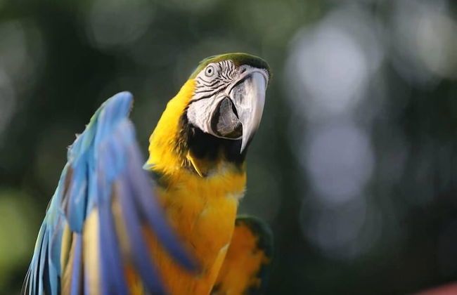 Gite Bois-Cannelle - Photo 31