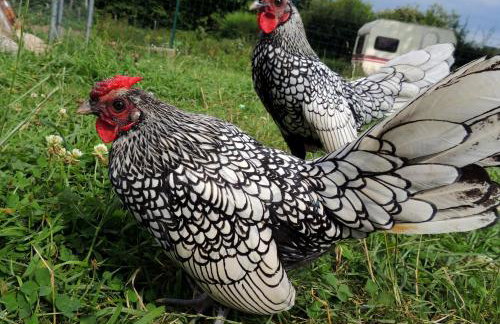 Bienvenue à La Sélinière ! - Foto 29