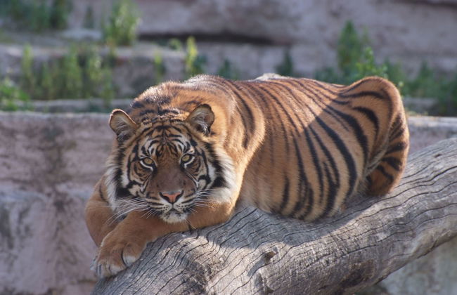 Zoo de Barcelona - Foto 6