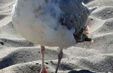 Ferienhaus Damekow 9C Nähe Insel Poel - Foto 28