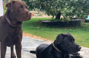 Monte do Pomar - Foto 31