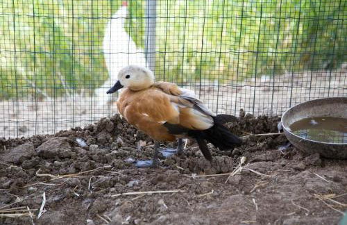 Agriturismo Il Borgo - Foto 44