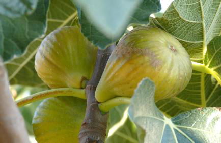 Residence Colle Veroni - Foto 14