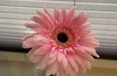 MR Ferienwohnung - Wohnung Emma - Foto 5