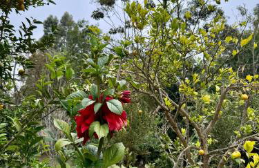 Chalé das Hortências - Parque Nacional do Caparaó - Foto 35