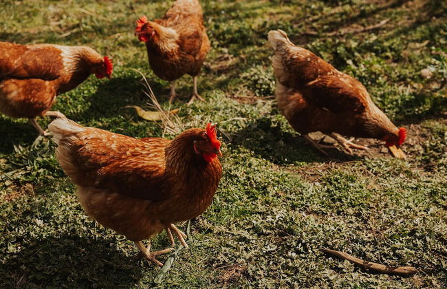 Aruna Estate - Foto 38