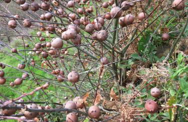 Casa do Volfrâmio - Foto 40