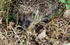 zielono mi - Foto 80