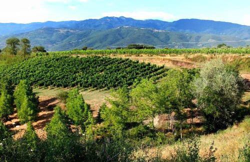 Agriturismo il Pino - Bioagricoltura - Photo 10