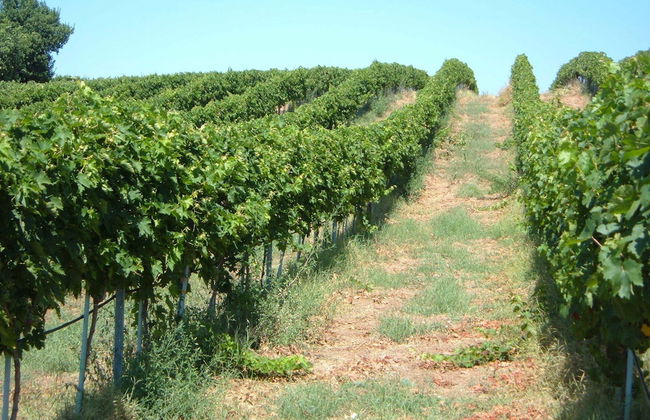 Azienda Agricola Sinisi - Foto 16