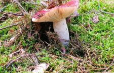 Osada California - Foto 63