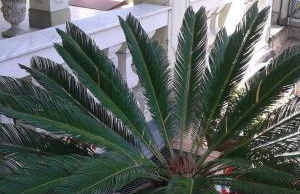 Villa Virginia - Photo 7