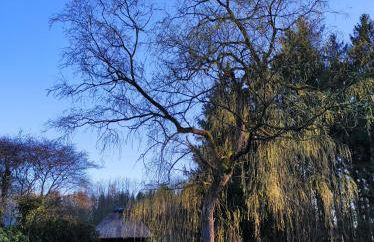 Casa Foresta - minimalistisches 1-Raum Tiny House direkt am Wald - Foto 27