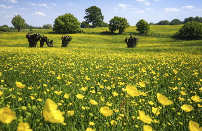 Bungalowpark Landsrade - Foto 12