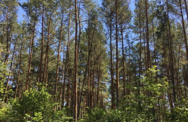 Bungalow im Wald - Foto 21