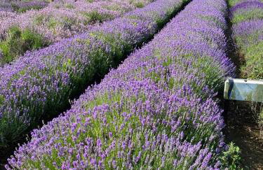 Curlew Cottage - Foto 21