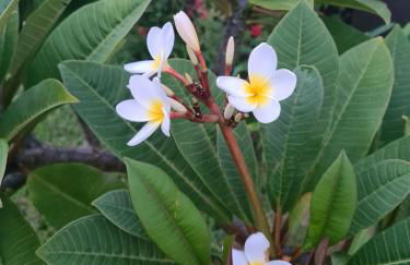 Magnolia Residence - central to explore the island - Photo 14