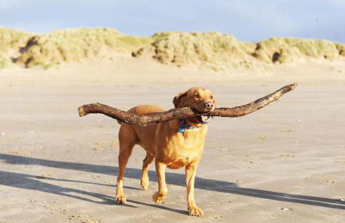 Ty Ardd - modern bungalow close to Pendine Beach - 1 DOG GOES FREE - Photo 18