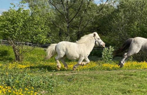 Location maison Mirambeau - 17150 - Foto 17