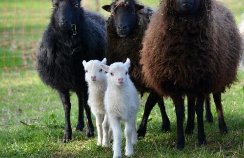 Willewatt Wohnung 1 - Foto 20