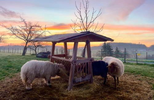 Mosel Urlaub Stabenhof - Whirlpool, Natur und Grill - Foto 36