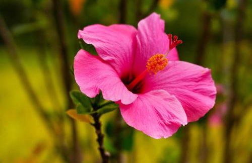 The Aloha Green House Retreat with Ocean Views! - Foto 29