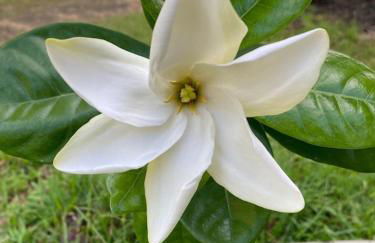 Tropical Jungalow Near the Ocean Cliffs - Foto 26