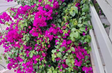 Casa Vista do Vale próxima ao Vale dos Vinhedos - Foto 5