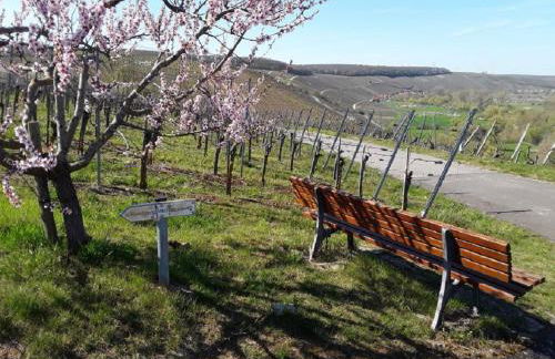 Ferienwohnung - Zimmervermietung Ringelmann - Foto 11