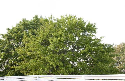 Strandrose - Foto 19