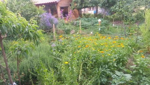 Naturlehmhaus - Foto 4