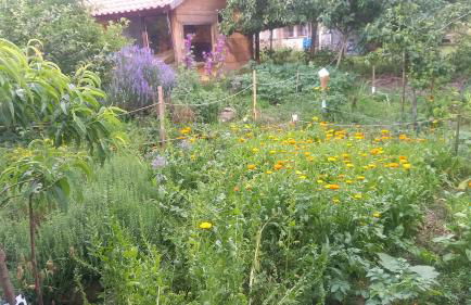 Naturlehmhaus - Foto 4