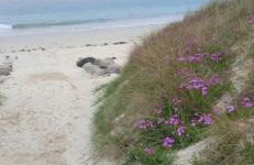 maison de la plage des Amiets - Foto 15