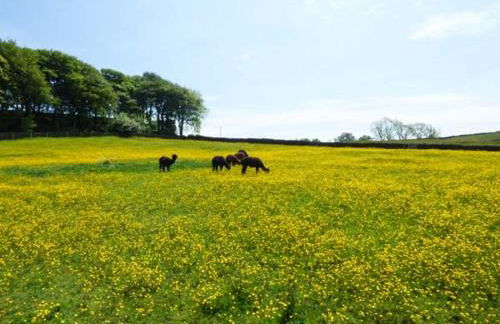 The Old Corn Store - Foto 14