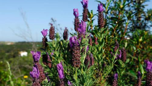 In der Natur und nah am Meer: Casa Sul - Foto 3