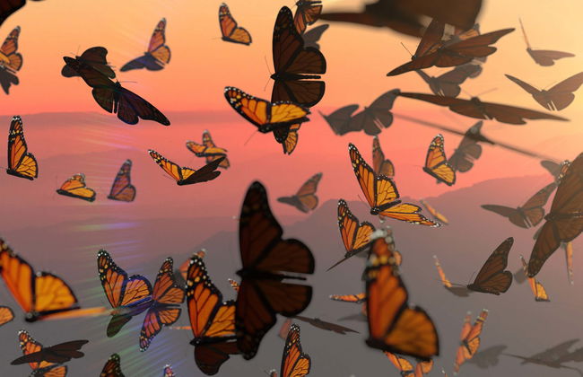 Monarch Butterfly Sanctuary Sierra Chincua - Photo 2